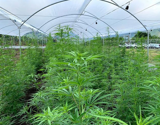 Cannabis medicinal en Colombia: dinero que entraría por exportaciones